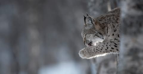 Lynx survey flagged up