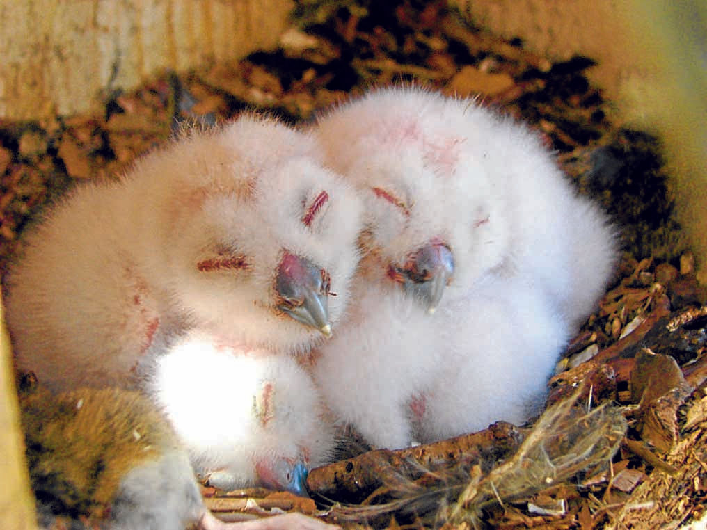Checking on the chicks