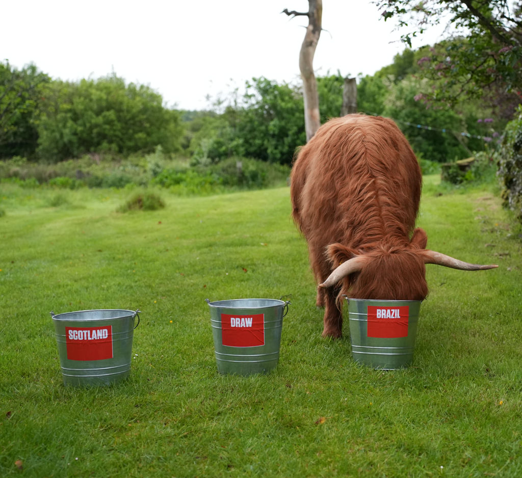 Is Highland cow a football psychic?