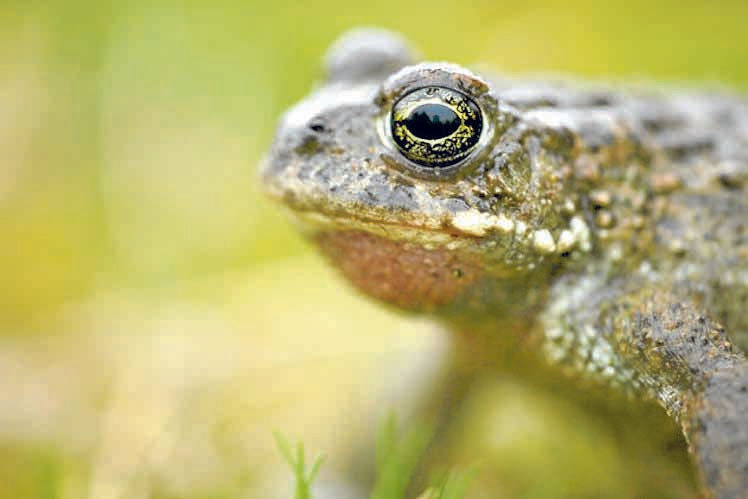 Safeguarding the Solway’s species