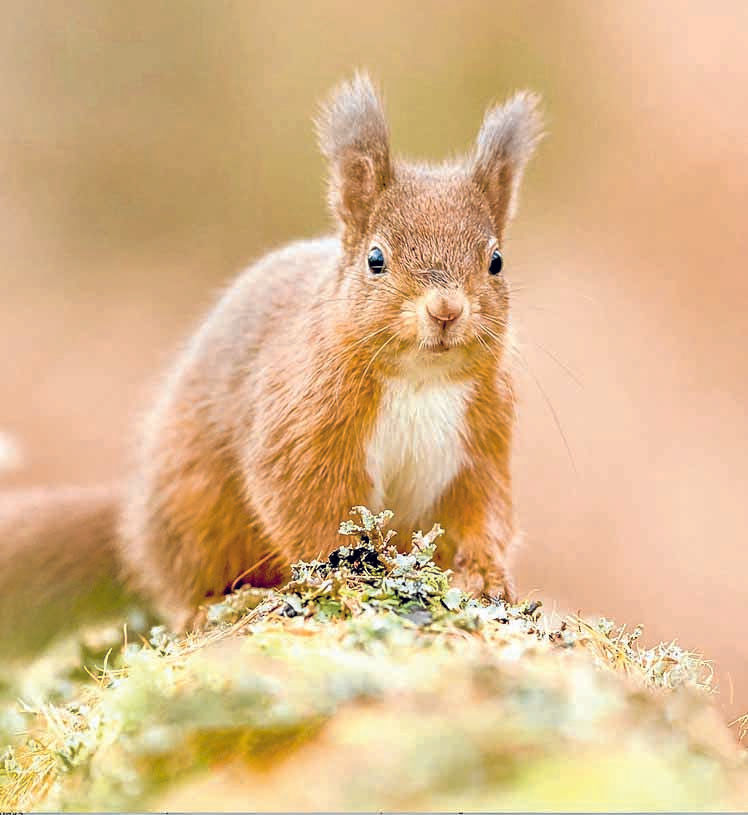 Take part in squirrel survey