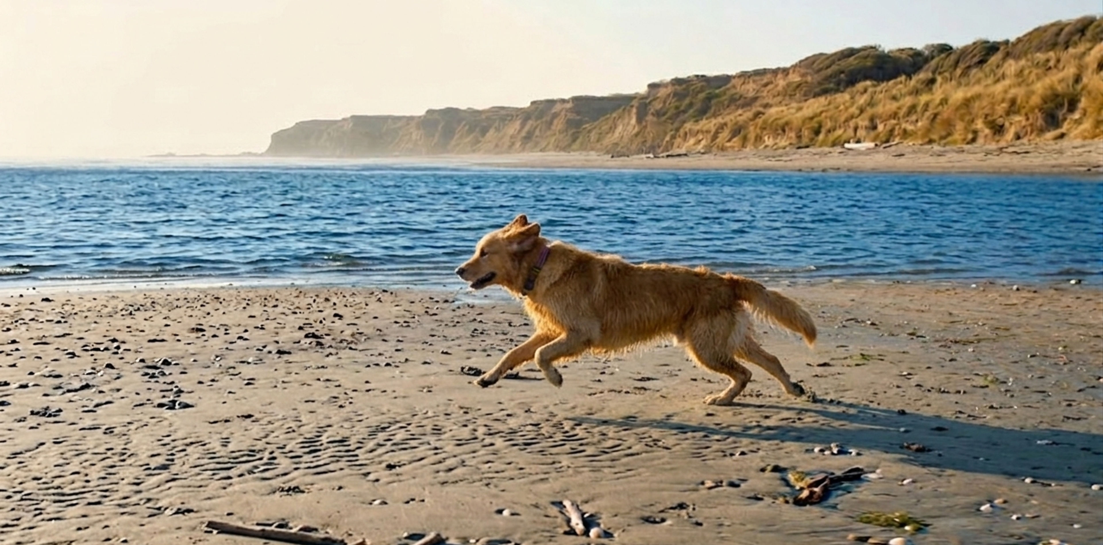 Happy dog running on the beach