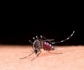 Moustique tigre : adoptons les bons gestes pour limiter sa prolifération