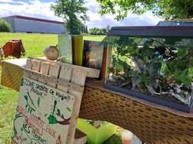 Atelier découverte des phasmes