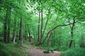 Accès interdit, de 21h00 à 5h00, dans les massifs forestiers des communes à risques