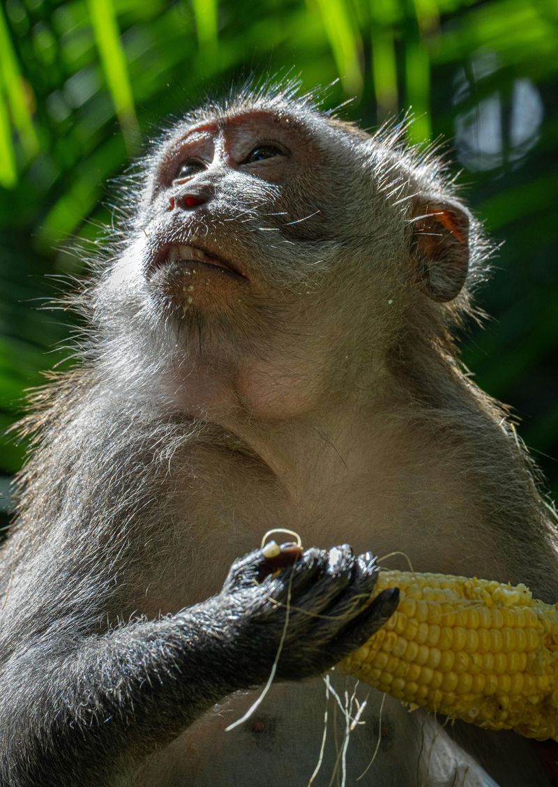 Bali, Uskrs na Baliju - 9