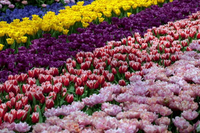 Amsterdam i Keukenhof - 9