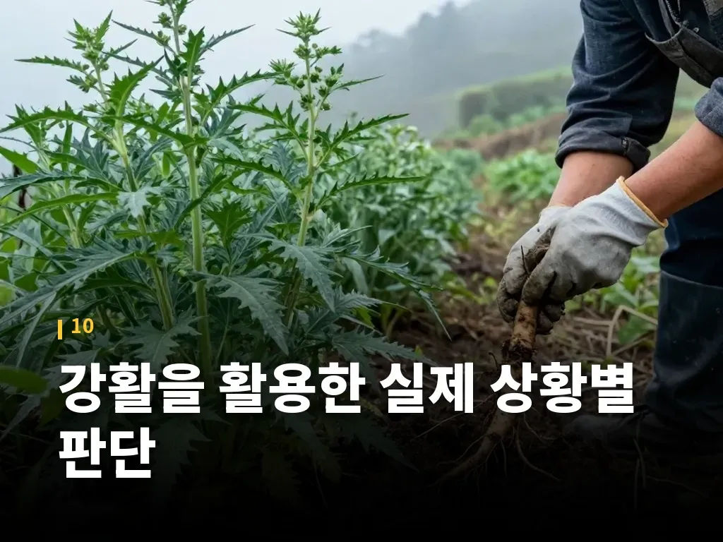 강활을 활용한 실제 상황별 판단 이미지