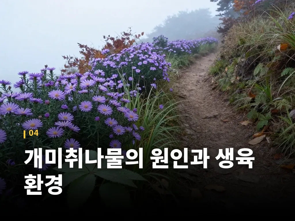 개미취나물의 원인과 생육 환경 이미지
