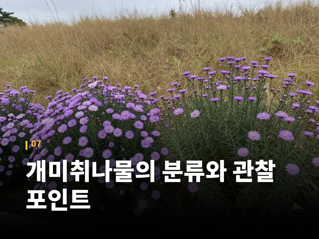 개미취나물의 분류와 관찰 포인트 이미지