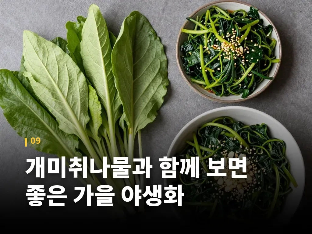 개미취나물과 함께 보면 좋은 가을 야생화 이미지