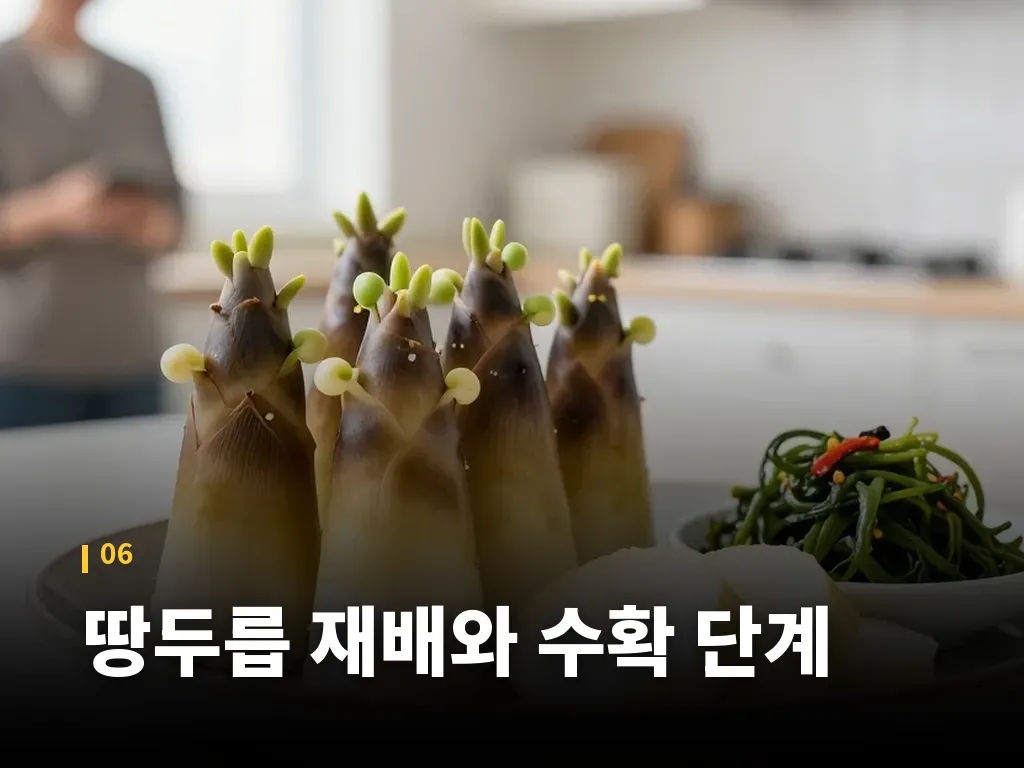 땅두릅 재배와 수확 단계 이미지