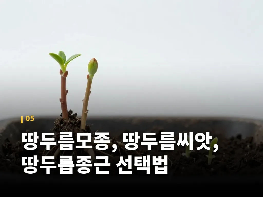 땅두릅모종, 땅두릅씨앗, 땅두릅종근 선택법 이미지