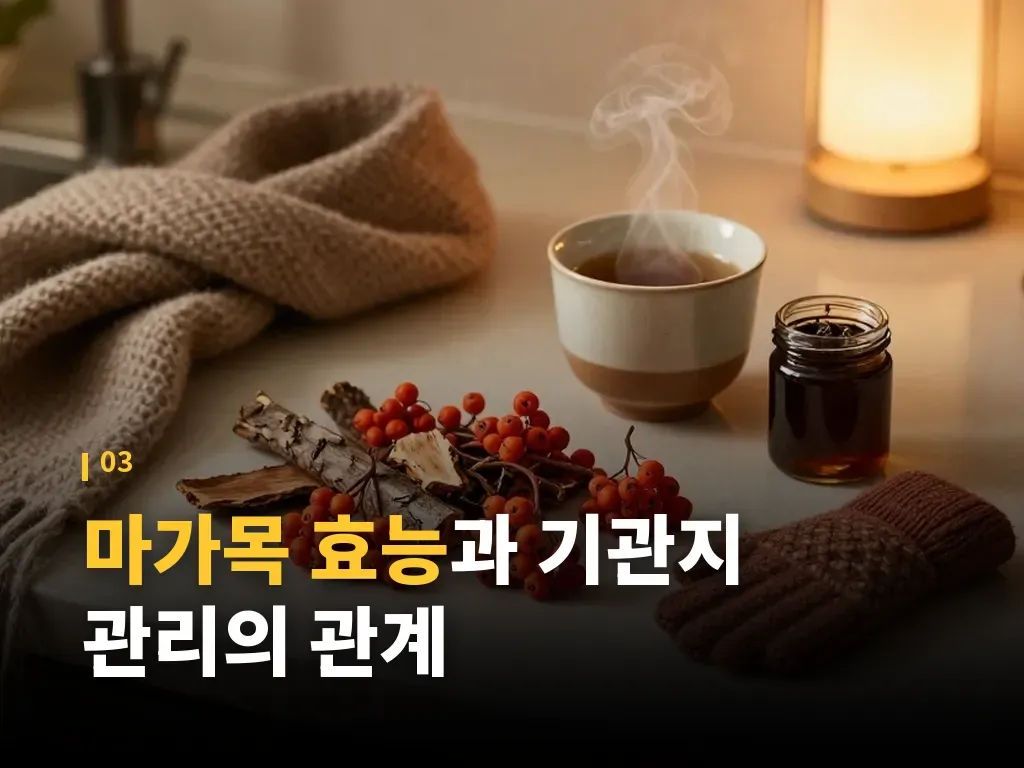 마가목 효능과 다른 건강재료 비교 이미지