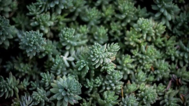 백금 1돈 시세와 금, 은 시세 비교 이미지