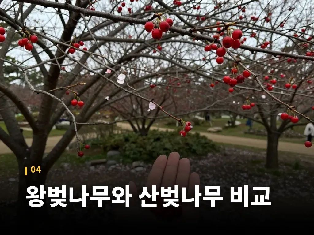 왕벚나무와 산벚나무 비교 이미지