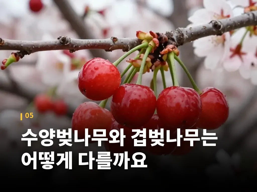 수양벚나무와 겹벚나무는 어떻게 다를까요 이미지