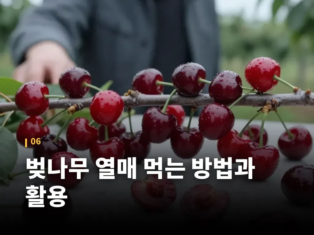 벚나무 열매 먹는 방법과 활용 이미지