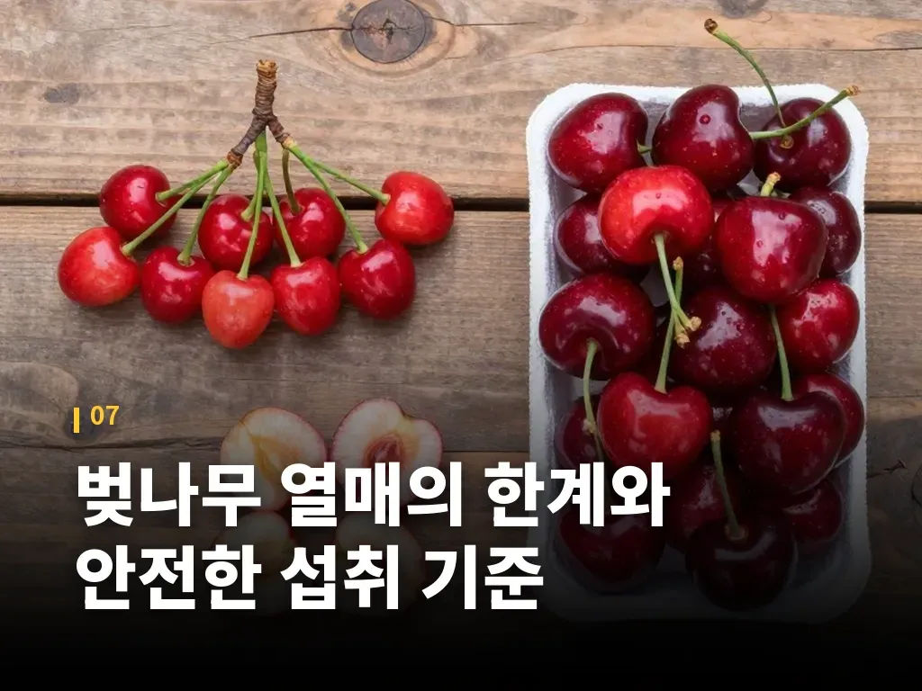 벚나무 열매의 한계와 안전한 섭취 기준 이미지