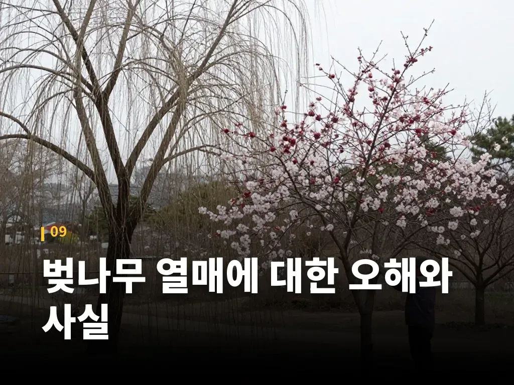 벚나무 열매에 대한 오해와 사실 이미지