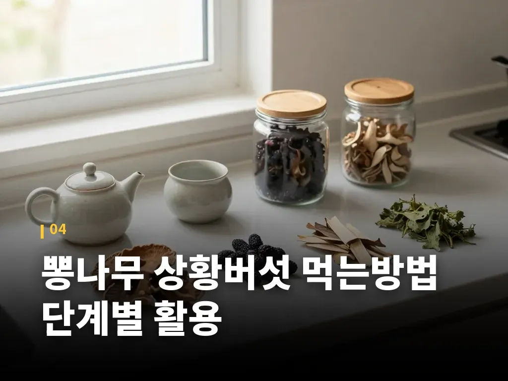 뽕나무 상황버섯 먹는방법 단계별 활용 이미지