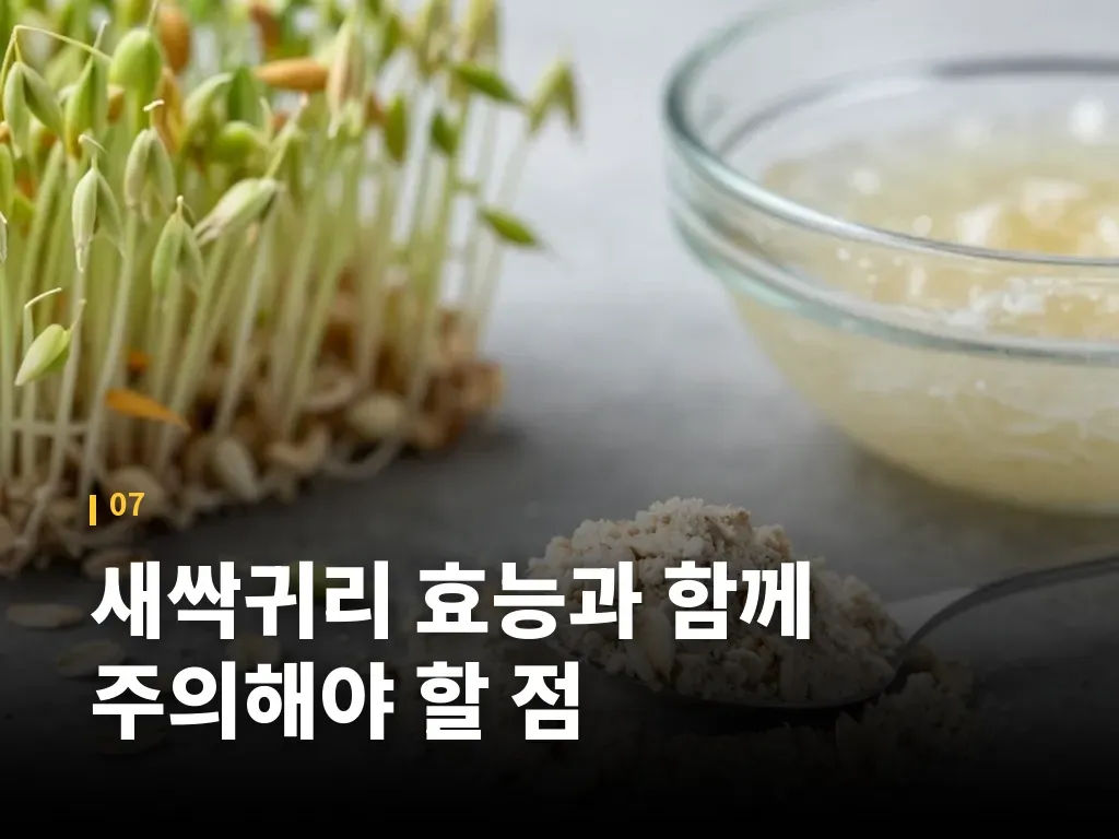 새싹귀리 효능과 함께 주의해야 할 점 이미지