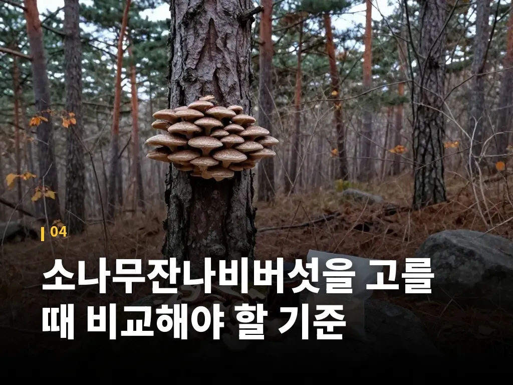 소나무잔나비버섯을 고를 때 비교해야 할 기준 이미지