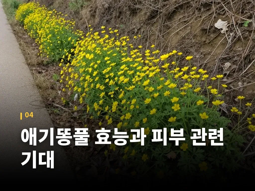 애기똥풀 효능과 피부 관련 기대 이미지