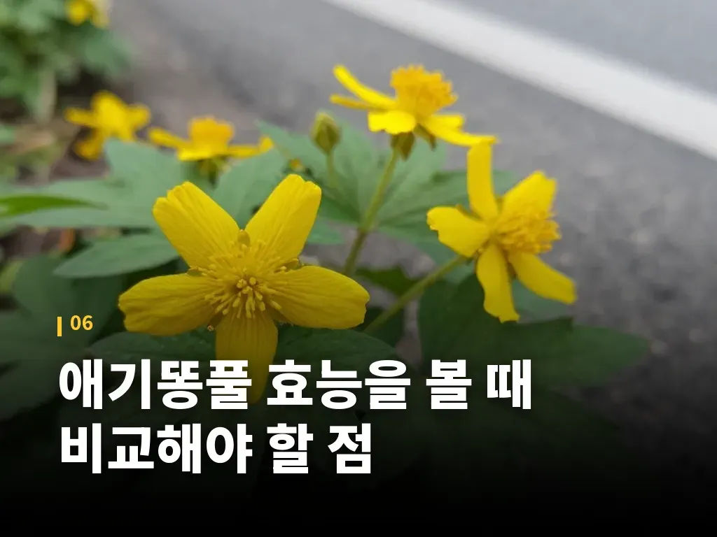애기똥풀 효능을 볼 때 비교해야 할 점 이미지