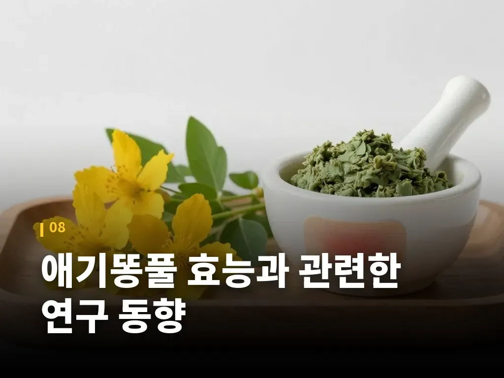 애기똥풀 효능과 관련한 연구 동향 이미지