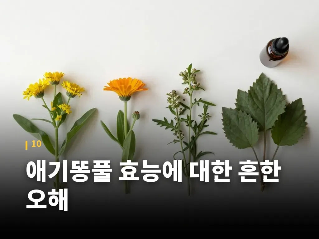 애기똥풀 효능에 대한 흔한 오해 이미지
