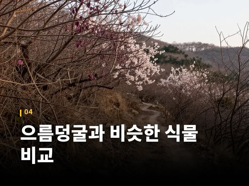 으름덩굴과 비슷한 식물 비교 이미지