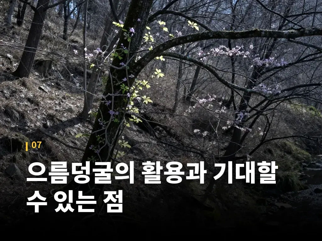 으름덩굴의 활용과 기대할 수 있는 점 이미지