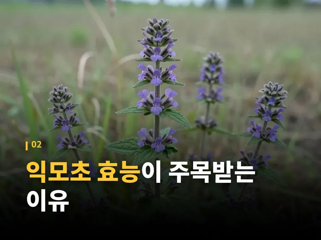 익모초 먹는법과 제품 선택 순서 이미지