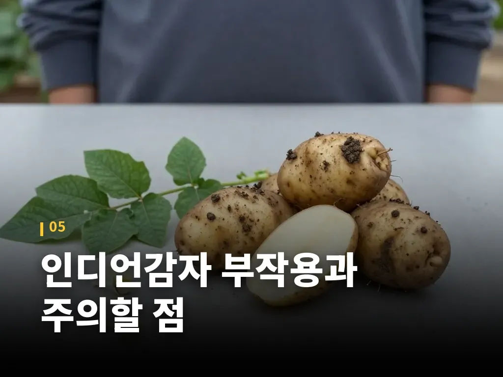 인디언감자 부작용과 주의할 점 이미지