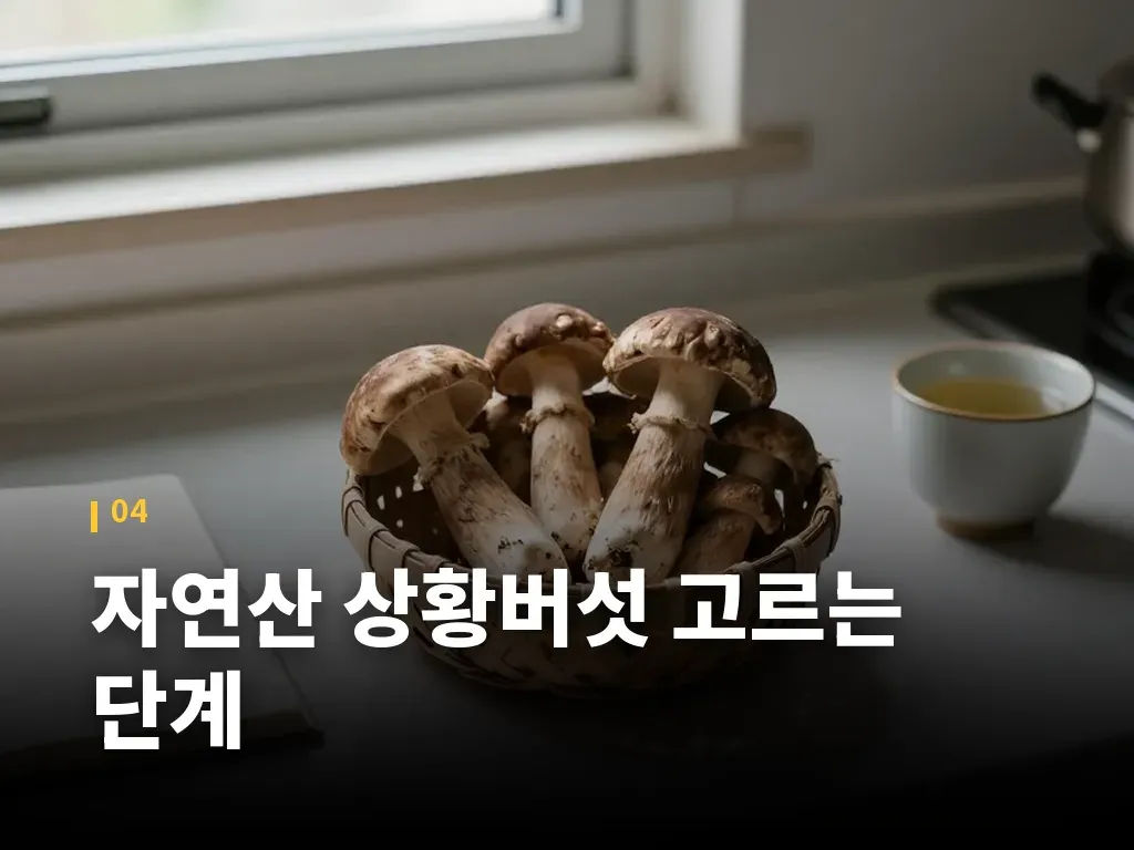 자연산 상황버섯 고르는 단계 이미지