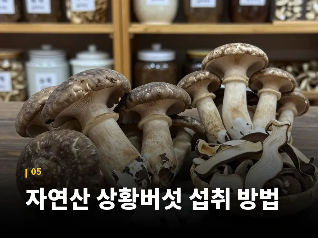 자연산 상황버섯 섭취 방법 이미지