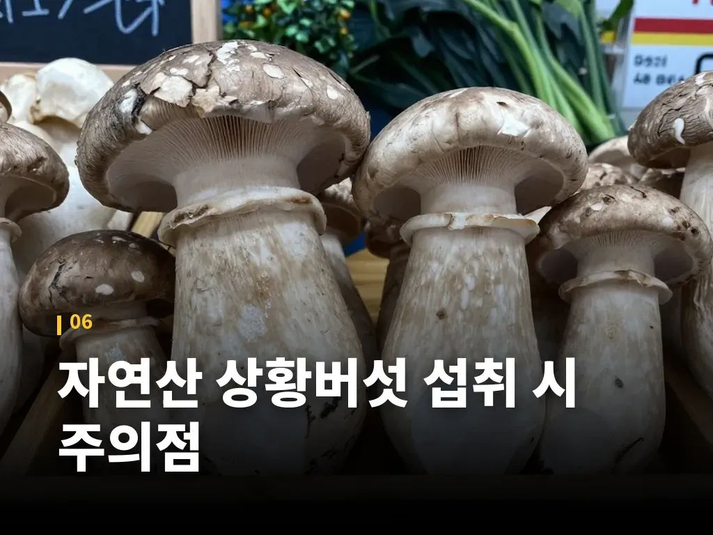 자연산 상황버섯 섭취 시 주의점 이미지