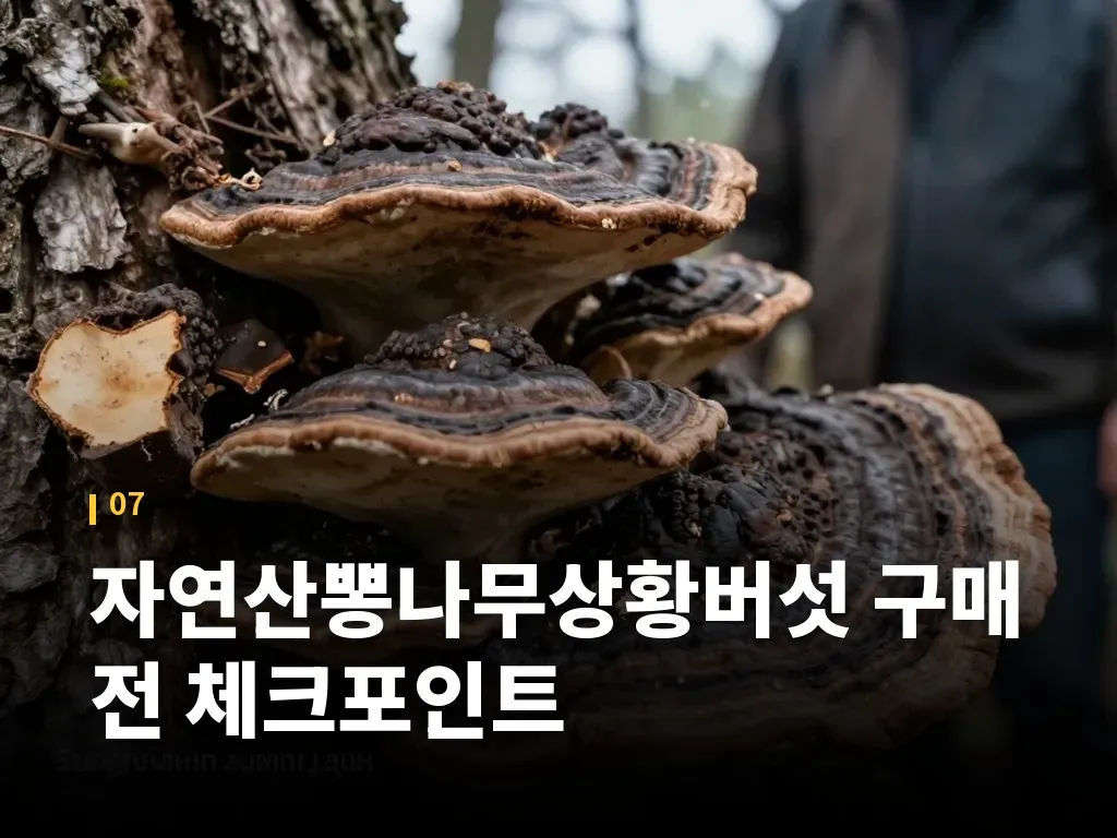 자연산뽕나무상황버섯 구매 전 체크포인트 이미지