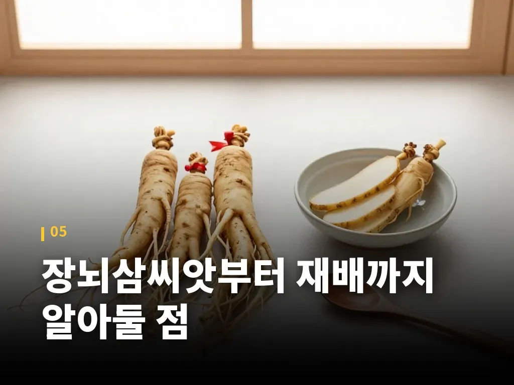 장뇌삼씨앗부터 재배까지 알아둘 점 이미지