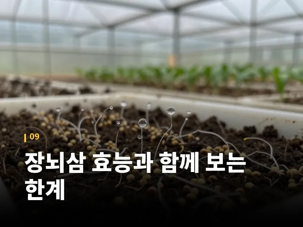 장뇌삼 효능과 함께 보는 한계 이미지