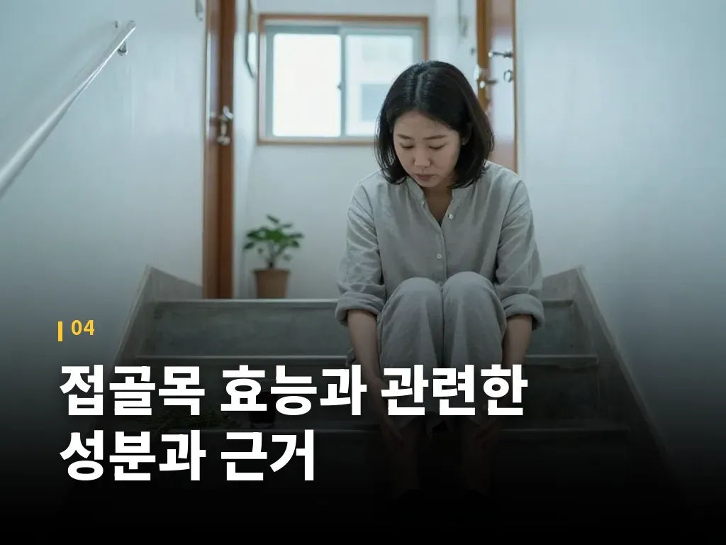접골목 효능과 관련한 성분과 근거 이미지