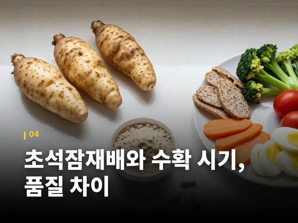초석잠 섭취 방법과 하루 섭취량 이미지