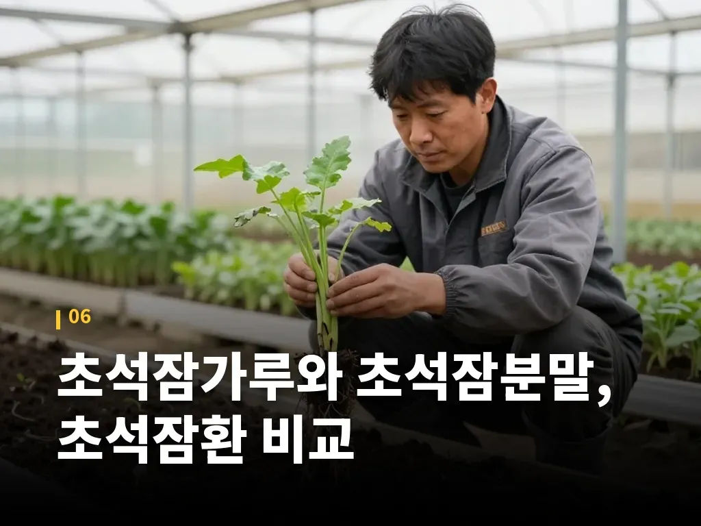 초석잠을 고를 때 확인할 점 이미지
