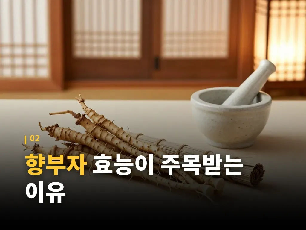 향부자 복용 방법과 단계별 접근 이미지