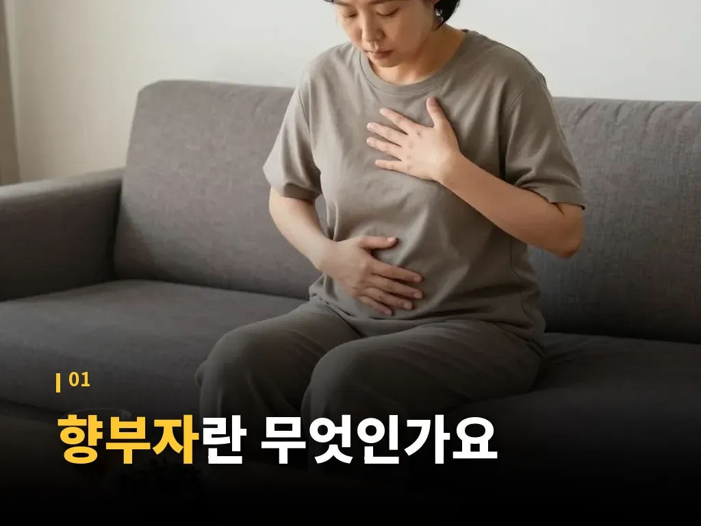 향부자 효능이 기대되는 증상 유형 이미지