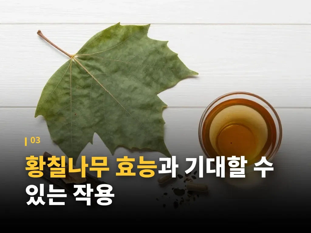 황칠나무 효능을 볼 때 구분해야 할 유형 이미지