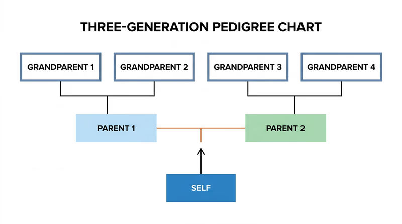 Example pedigree chart showing one person, parents, grandparents, and relationship lines across three generations
