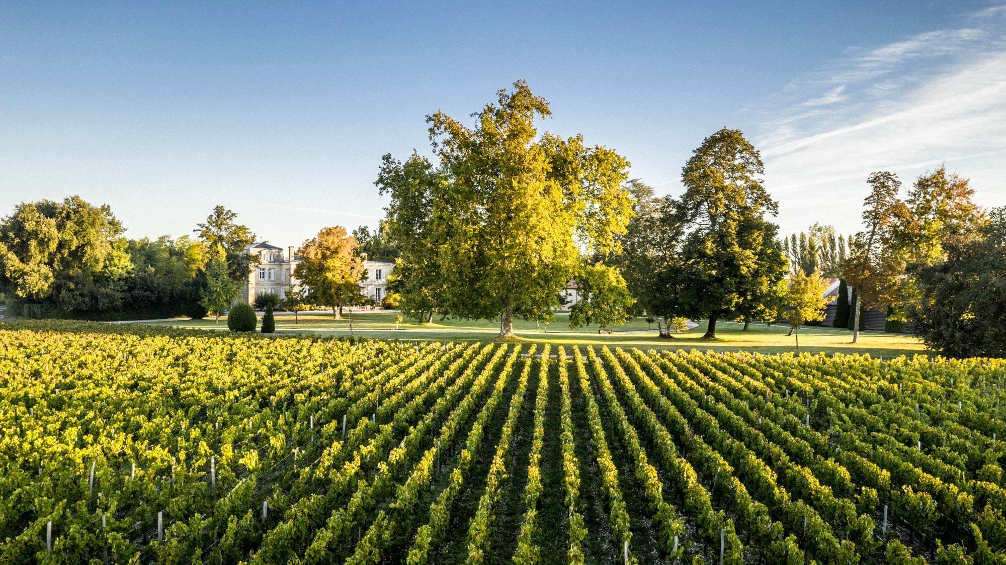 Château Belgrave - Dourthe