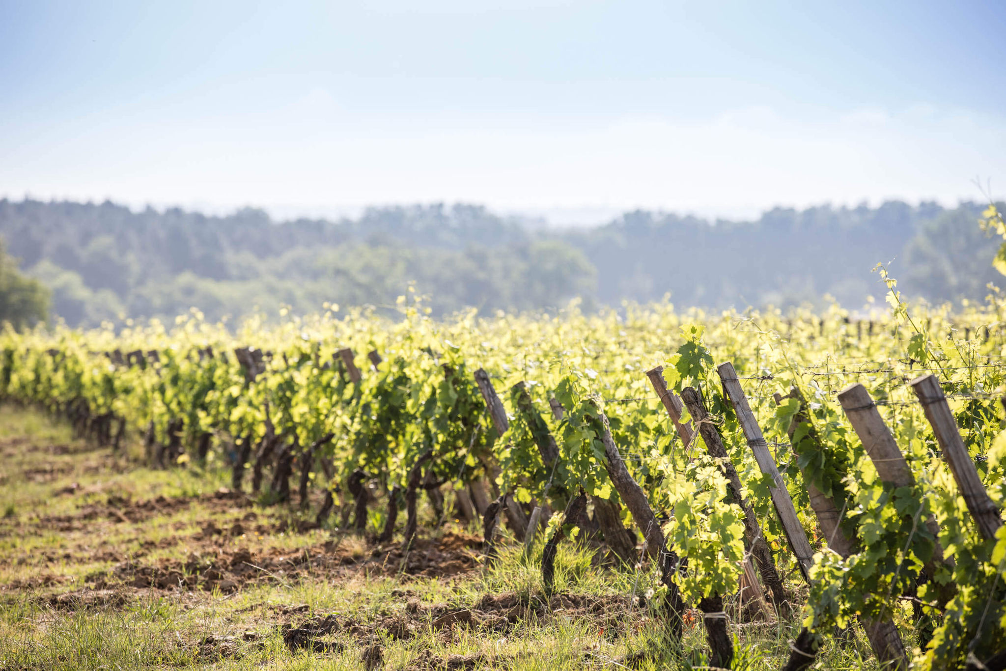 Nos Vins - Dourthe